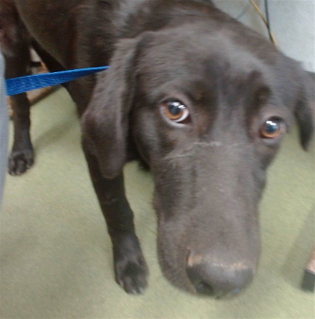 NANI - Labrador Retriever available for adoption