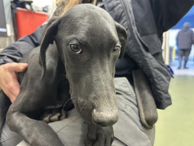 PLUTO - Labrador Retriever available for adoption