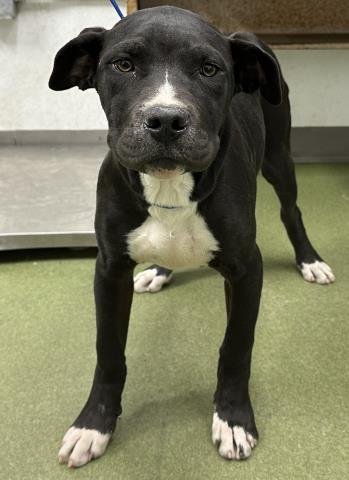 EVEE - Pit Bull Terrier available for adoption