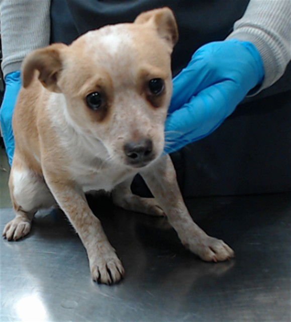 CHICHARRON - Chihuahua available for adoption