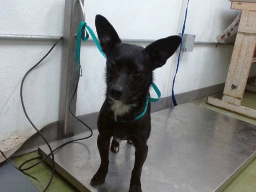 TORPEDO - Chihuahua available for adoption