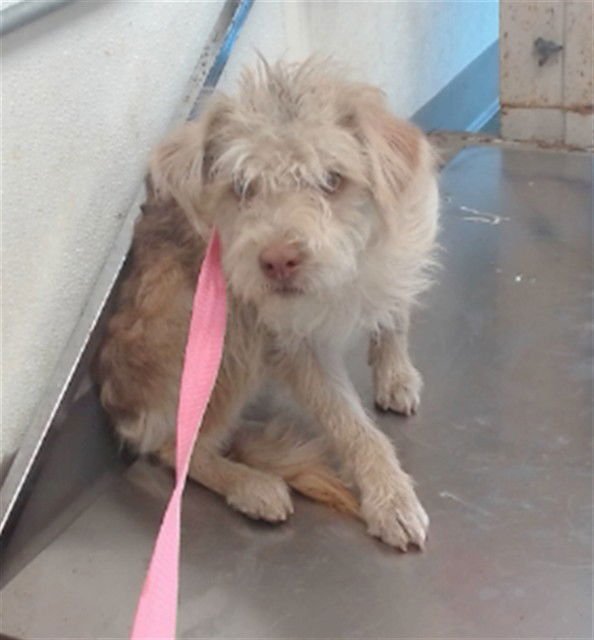 WISP - Terrier available for adoption