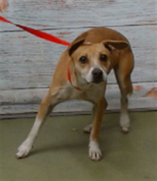 HOLLY - Chihuahua available for adoption