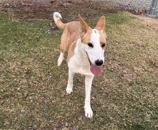 MED WAIVER LUCY - Border Collie available for adoption
