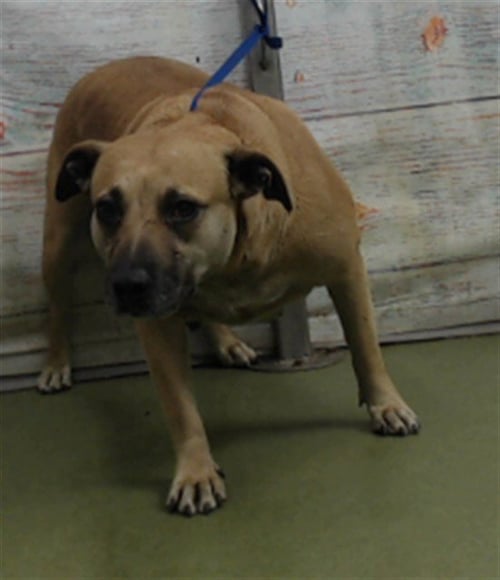 MAMA SANDY - Pit Bull Terrier available for adoption