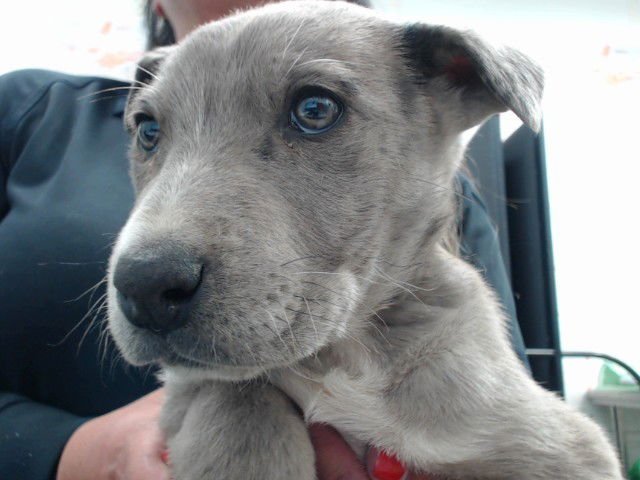 DOOR - Pit Bull Terrier available for adoption