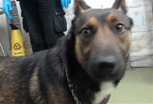 COLD BREW - German Shepherd Dog / Australian Cattle Dog/Blue Heeler available for adoption