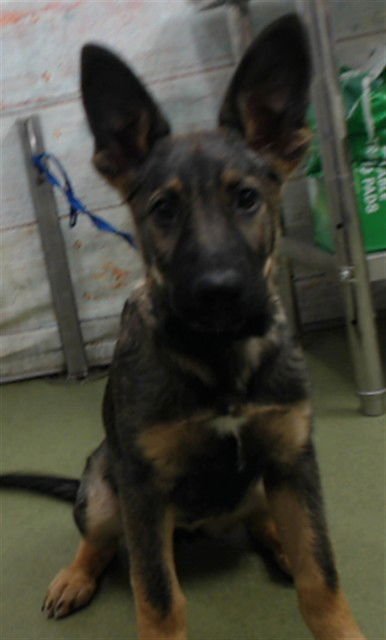 RADIO - German Shepherd Dog available for adoption