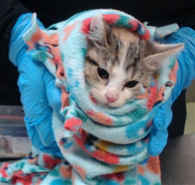 STAR - Domestic Short Hair available for adoption