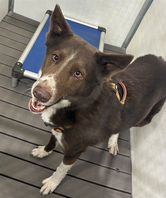 MAVERICK - Australian Shepherd available for adoption