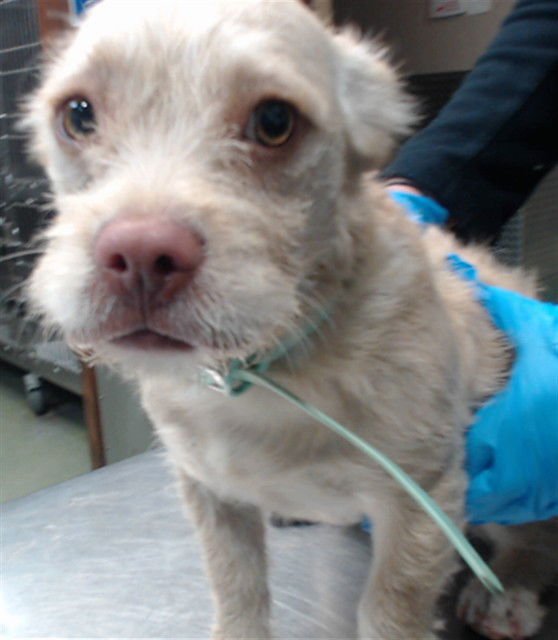 DARLA - Terrier available for adoption