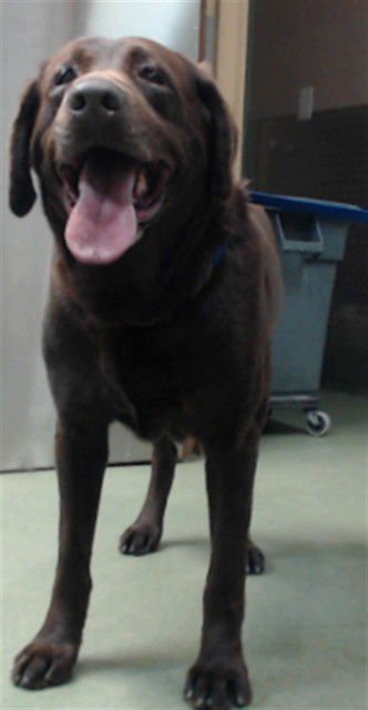 MEDWAIVER HAWK - Labrador Retriever available for adoption