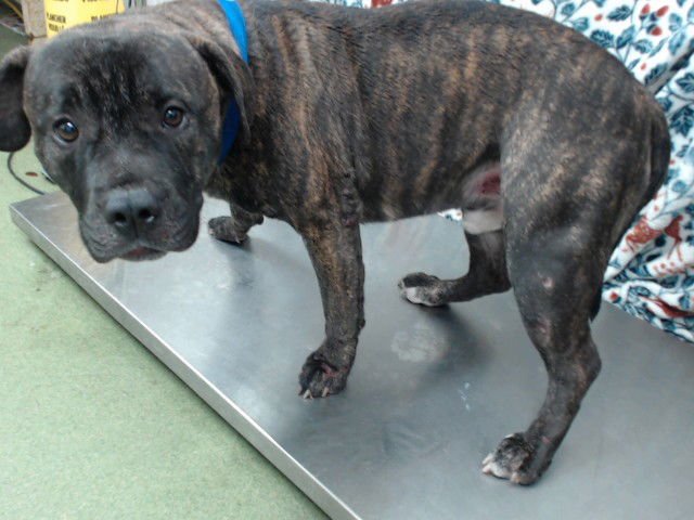 BLUE BERRY - Pit Bull Terrier available for adoption