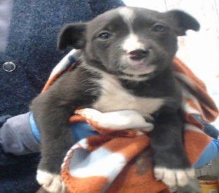 MOCHI - Pit Bull Terrier available for adoption