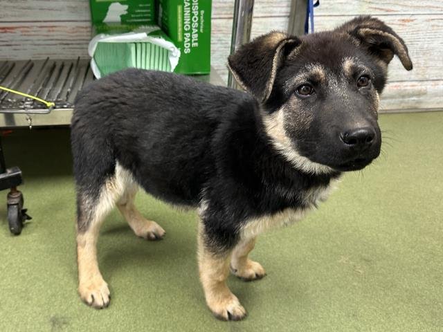 MED WAIVER MAYDEN - German Shepherd Dog available for adoption