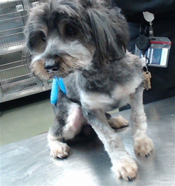 STEWIE - Terrier available for adoption