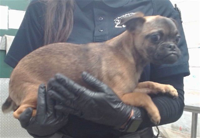 THERESE - Pug available for adoption