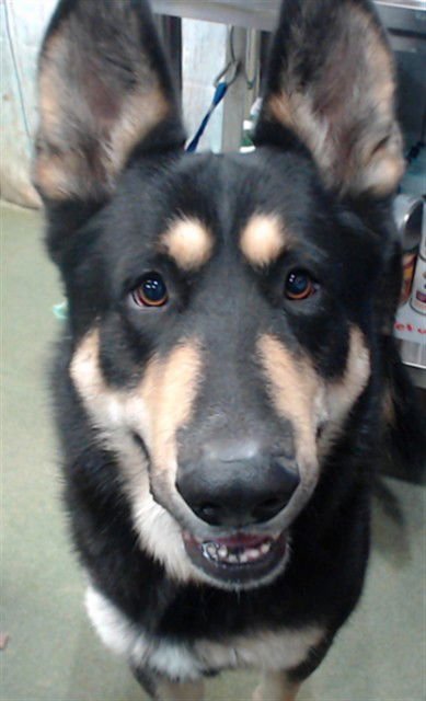 MED WAIVER DUSTY - German Shepherd Dog available for adoption