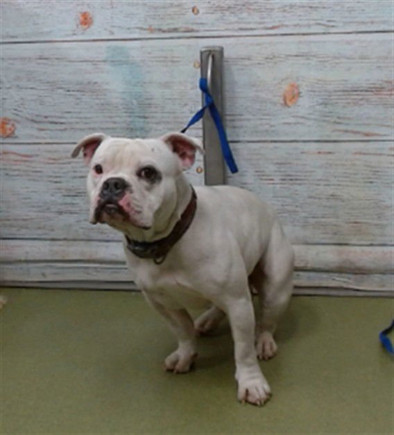 MED WAIVER RICKY - Bulldog available for adoption