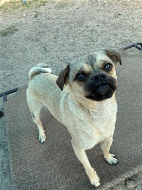 RIKO - Pug available for adoption