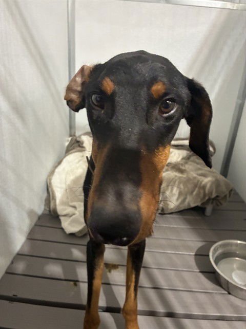 MED WAIVER ATLAS - Doberman Pinscher available for adoption