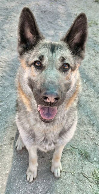 URGENT RESCUE ONLY SHELBY Image