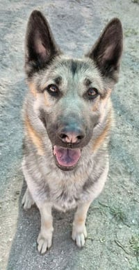 URGENT RESCUE ONLY SHELBY - Photo 1