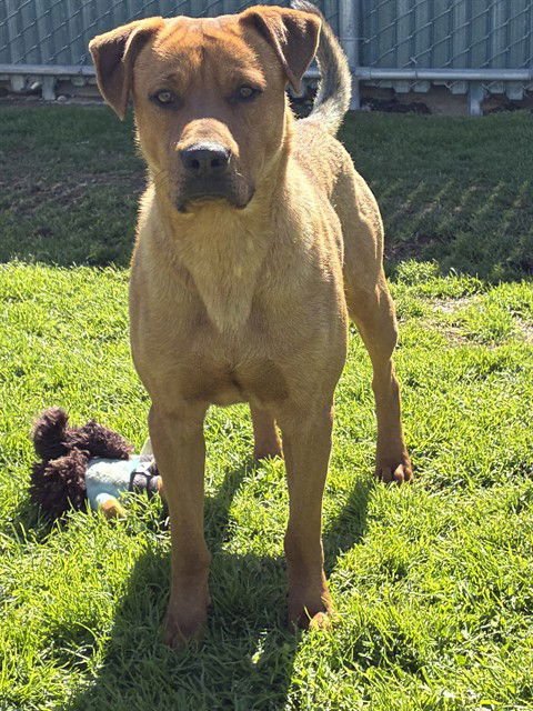 JEFFERY - Pit Bull Terrier available for adoption