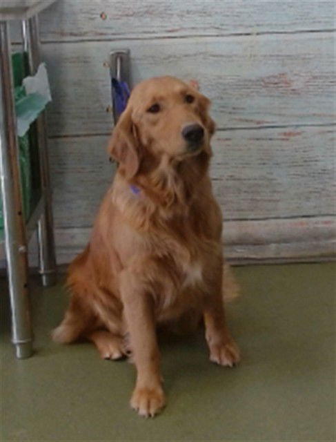 APRICOT - Golden Retriever available for adoption