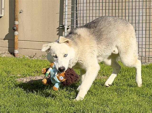 YUGI - German Shepherd Dog available for adoption