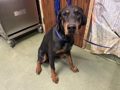 ROMAN - Doberman Pinscher available for adoption