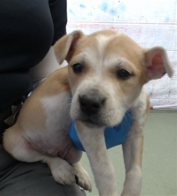 KINDER - Pit Bull Terrier available for adoption