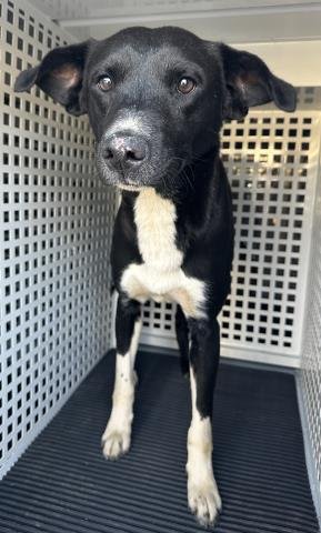 MED WAIVER LEE - Border Collie available for adoption
