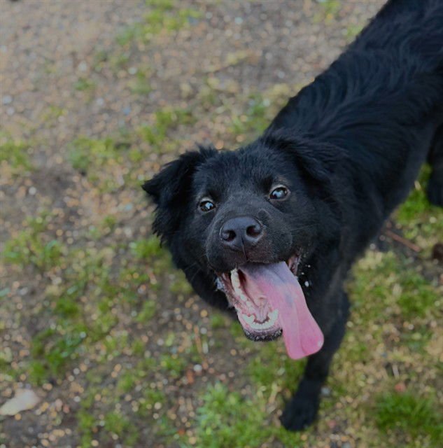 MED WAIVER LANA - Australian Shepherd available for adoption