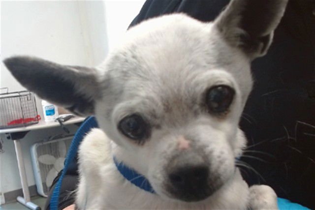 MED WAIVER MARSHMALLOW - Chihuahua available for adoption
