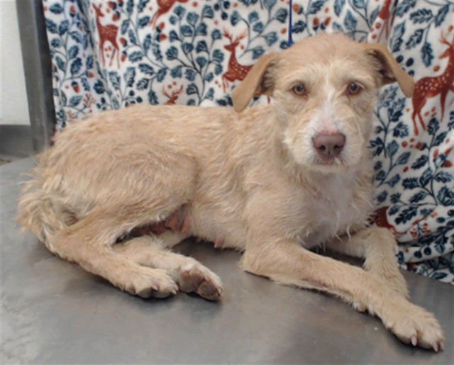 KAKU - Terrier available for adoption