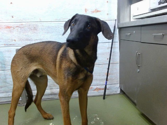 HERMES - Belgian Shepherd Malinois available for adoption