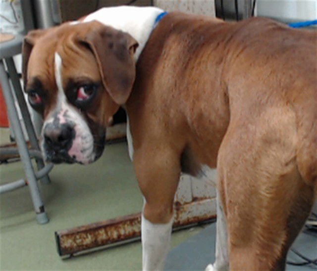 MED WAIVER LAYLA - Boxer available for adoption