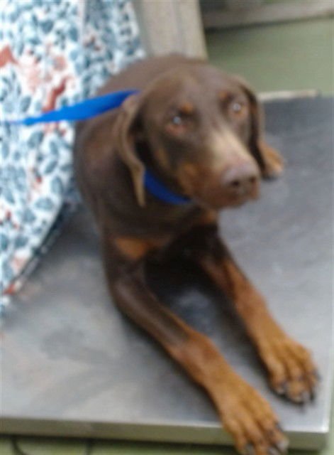 COMPTON - Doberman Pinscher available for adoption