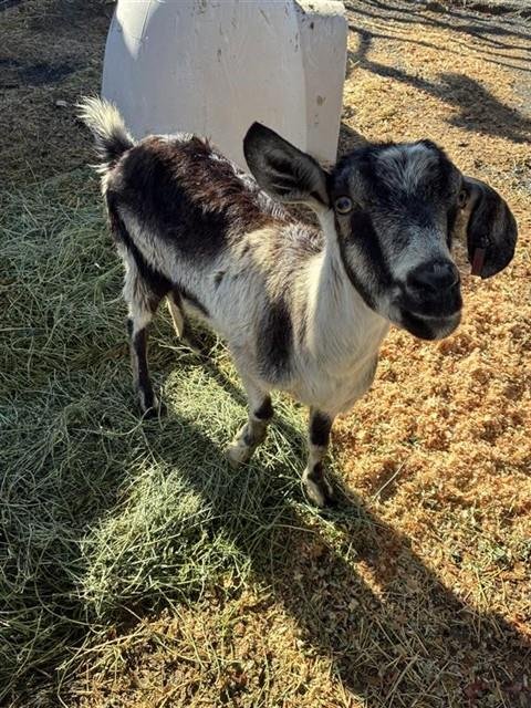 RESCUE ONLY LITTLE DAWG - Goat available for adoption