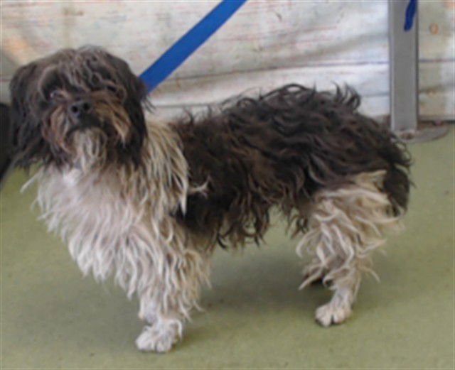 KEFFANIE - Shih Tzu available for adoption