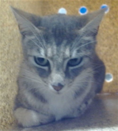 MED WAIVER RITA - Domestic Short Hair available for adoption