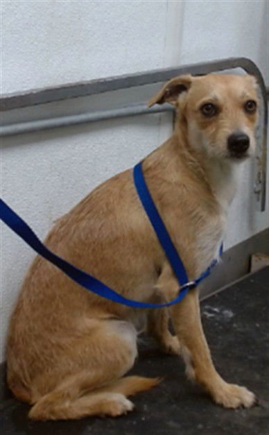 THEO - Chihuahua available for adoption