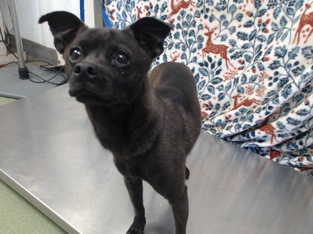 JAGGER - Chihuahua available for adoption