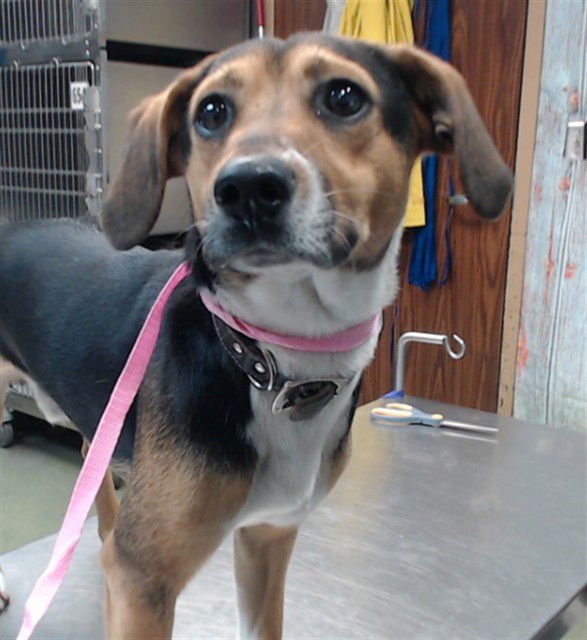 SPARKY - Beagle available for adoption