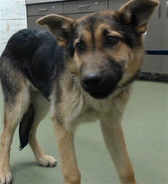 BENNY - German Shepherd Dog available for adoption