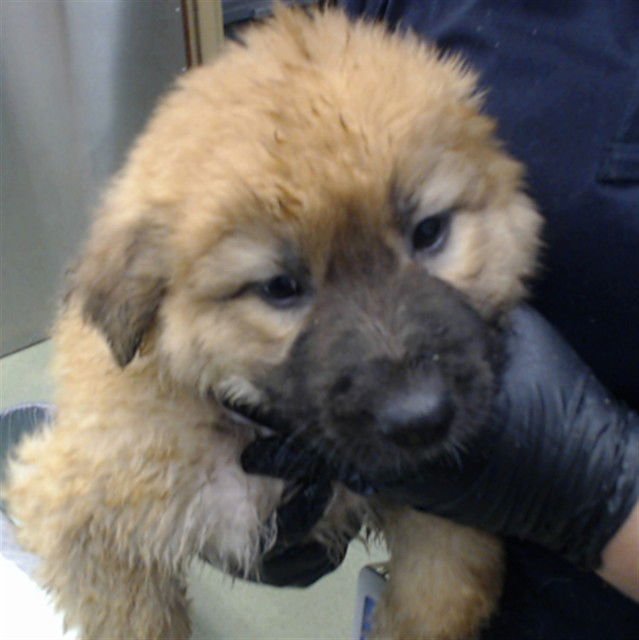 GABBY GABBY - German Shepherd Dog available for adoption