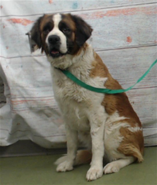 MED WAIVER BENETTH - Saint Bernard available for adoption