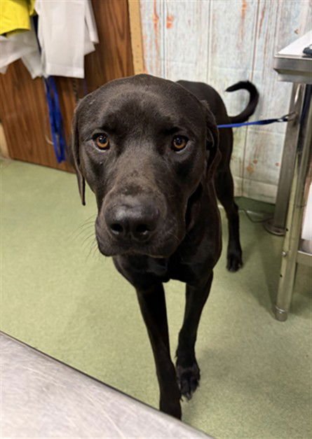 DANNY - Pit Bull Terrier / Great Dane available for adoption