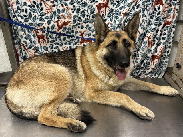 DUTCHESS - German Shepherd Dog available for adoption